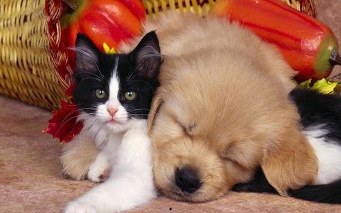娱乐吃瓜酱狗帮猫,吃瓜酱狗帮猫的趣味故事