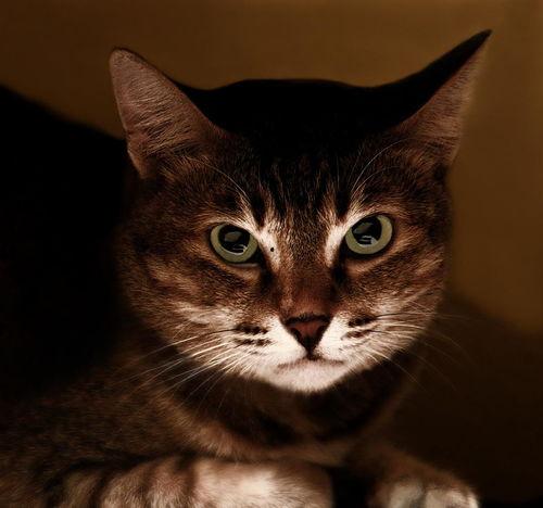娱乐吃瓜酱狗帮猫,吃瓜酱狗帮猫的趣味故事