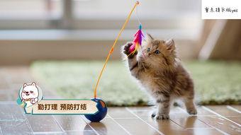 娱乐吃瓜猫原声,揭秘娱乐圈幕后故事