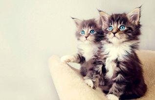 娱乐吃瓜酱猫,揭秘娱乐圈那些不为人知的幕后故事