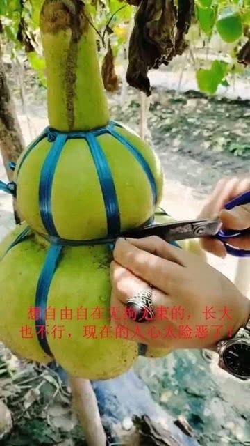 无拘无束的娱乐吃瓜,无拘无束的吃瓜盛宴